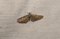 Eupithecia dodoneata