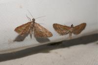 Eupithecia scopariata