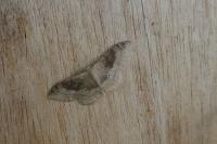 Idaea degeneraria