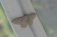 Idaea subsericeata