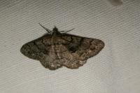 Peribatodes ilicaria ilicaria