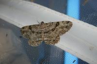 Peribatodes rhomboidaria rhomboidaria