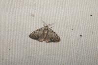 Meganola strigula