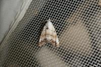 Nola infantula