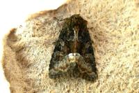 Oligia strigilis/versicolor