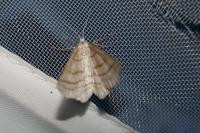 Perconia strigillaria