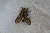 Peridea anceps