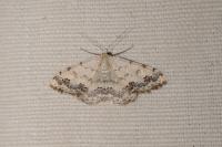 Scopula decorata