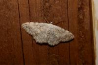 Scopula submutata roseonitens