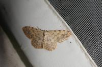 Scopula submutata roseonitens