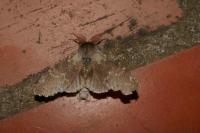 Stauropus fagi