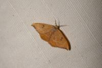 Watsonalla binaria