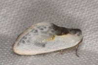 Cilix glaucata