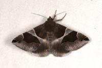 Dysgonia algira