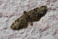 Eupithecia tantillaria