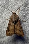Agrotis ipsilon
