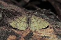 Phigalia pilosaria