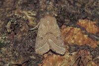 Orthosia cerasi