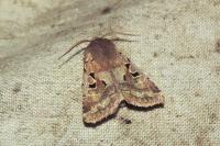 Orthosia gothica