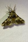 Biston strataria
