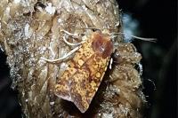 Conistra staudingeri