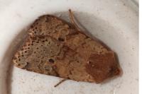 Spudaea ruticilla