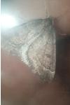 Theria primaria