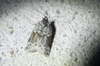 Nycteola siculana
