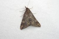 Hypena obsitalis