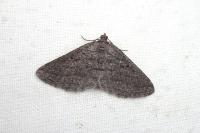Rhoptria asperaria