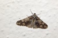 Agriopis leucophaearia