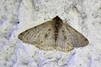 Phigalia pilosaria