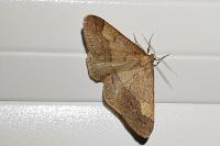 Phigaliohybernia marginaria