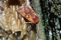 Conistra staudingeri