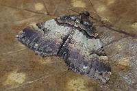Earophila badiata