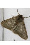 Phigalia pilosaria