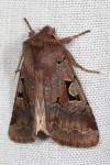 Orthosia gothica