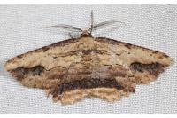 Menophra abruptaria