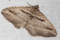 Costaconvexa polygrammata