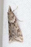 Eudonia angustea