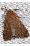 Orthosia cerasi