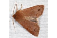 Anorthoa munda