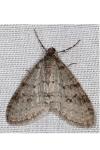 Trichopteryx carpinata