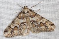 Agriopis leucophaearia
