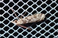 Eudonia angustea