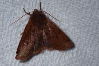 Conistra vaccinii/ligula