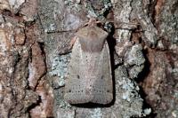 Spudaea ruticilla