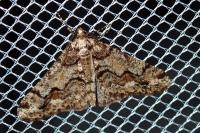 Agriopis leucophaearia