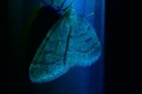 Theria rupicapraria