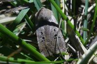 Conistra rubiginosa